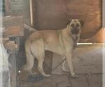 Small German Shepherd Dog