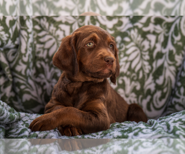 Medium Photo #12 Labradoodle Puppy For Sale in DEEPWATER, MO, USA