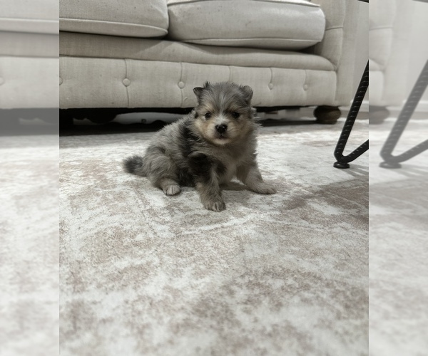 Medium Photo #1 Pomeranian Puppy For Sale in ROSEVILLE, CA, USA