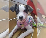 Small Parson Russell Terrier-Rat Terrier Mix