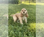 Small #1 Cocker Spaniel