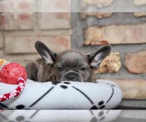 French Bulldog Puppy for sale in ERIAL, NJ, USA