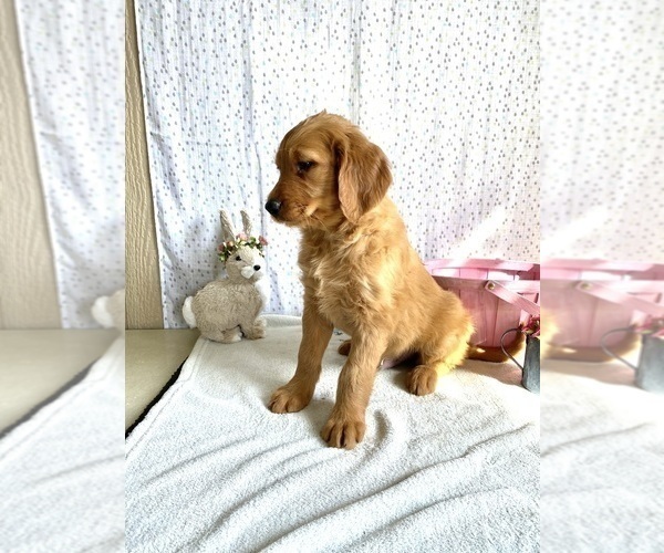 Medium Photo #2 Goldendoodle Puppy For Sale in FRESNO, OH, USA