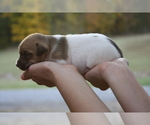 Small Photo #4 Jack Russell Terrier Puppy For Sale in MOUNT VERNON, IL, USA