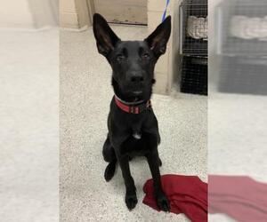 German Shepherd Dog-Unknown Mix Dogs for adoption in Conroe, TX, USA