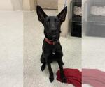 Small German Shepherd Dog Mix