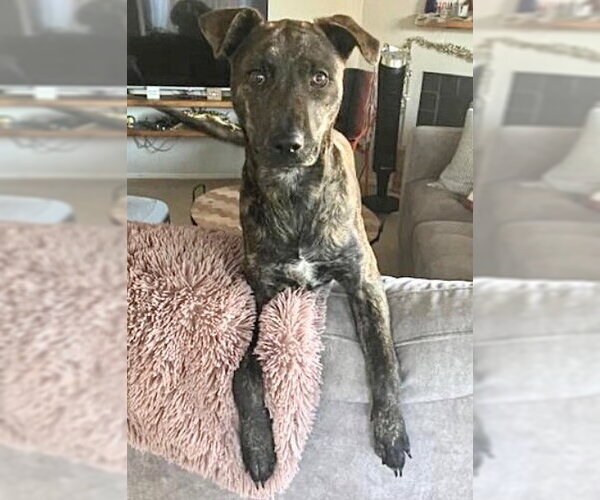 Medium Photo #2 Plott Hound-Unknown Mix Puppy For Sale in Houston, TX, USA