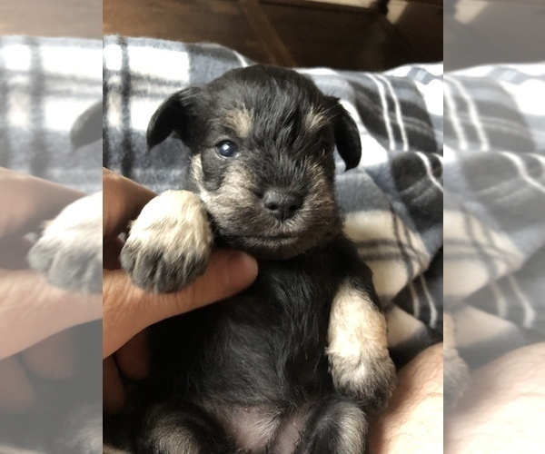 Medium Photo #2 Schnauzer (Miniature) Puppy For Sale in ABAC, GA, USA