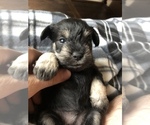 Small Photo #2 Schnauzer (Miniature) Puppy For Sale in ABAC, GA, USA