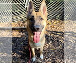 Small Photo #2 German Shepherd Dog Puppy For Sale in Lawrenceville, NJ, USA