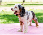 Puppy Spotty Cocker Spaniel