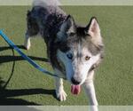 Small #2 Siberian Husky