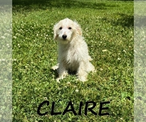 Schnoodle (Miniature) Puppy for sale in HARTLAND, MN, USA