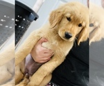 Small Photo #5 Golden Retriever Puppy For Sale in SAN JOSE, CA, USA