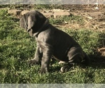 Small Photo #12 Neapolitan Mastiff Puppy For Sale in BRISTOW, VA, USA