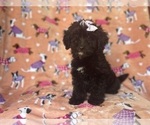 Small #3 Aussiedoodle Miniature 