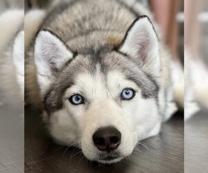 Siberian Husky-Unknown Mix Dogs for adoption in Wakefield, RI, USA