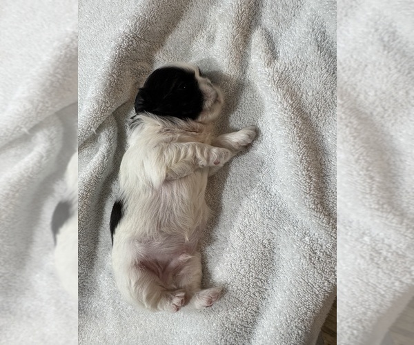 Medium Photo #1 Shih Tzu Puppy For Sale in SPIRIT LAKE, IA, USA