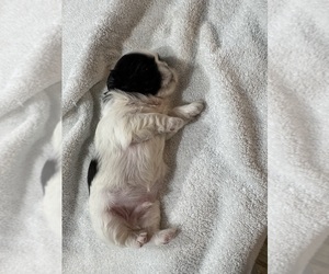 Shih Tzu Puppy for sale in SPIRIT LAKE, IA, USA