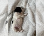Image preview for Ad Listing. Nickname: Boy Sept 11 Wht