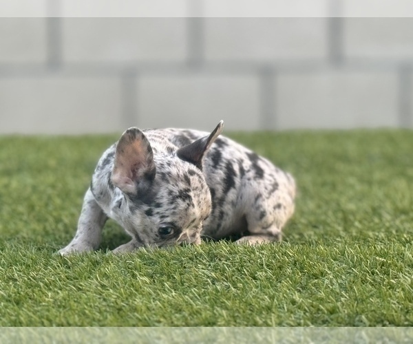 Medium Photo #12 French Bulldog Puppy For Sale in HOUSTON, TX, USA