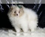 Small #1 Pomeranian