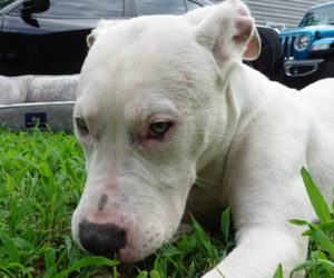 American Pit Bull Terrier-Staffordshire Bull Terrier Mix Puppy for sale in NORFOLK, VA, USA