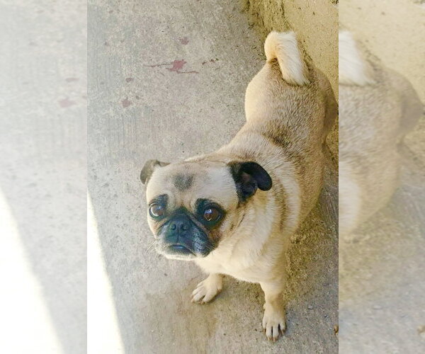 Medium Photo #3 Pug Puppy For Sale in San Diego, CA, USA