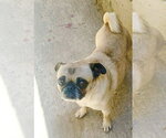Small #2 Pug