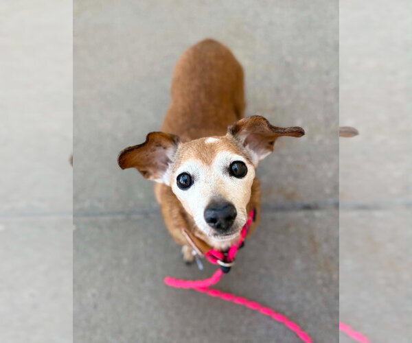 Medium Photo #7 Chiweenie Puppy For Sale in Salt Lake City, UT, USA