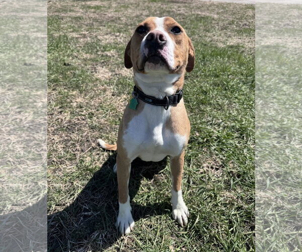 Medium Photo #3 Boxer-Unknown Mix Puppy For Sale in Burnsville, MN, USA