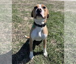 Small #2 Boxer Mix