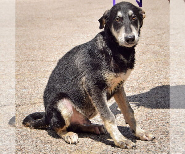 Medium Photo #2 German Shepherd Dog-Huskies  Mix Puppy For Sale in Huntley, IL, USA