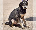 Small #1 German Shepherd Dog-Huskies  Mix