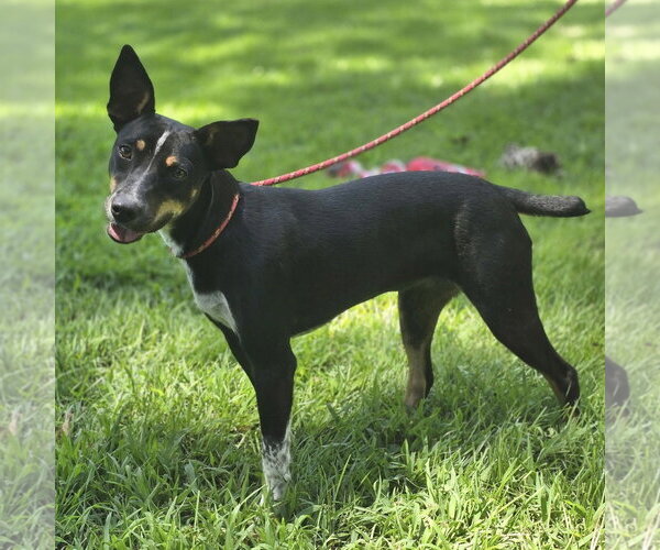 Medium Photo #2 Rat Terrier Puppy For Sale in Yardley, PA, USA