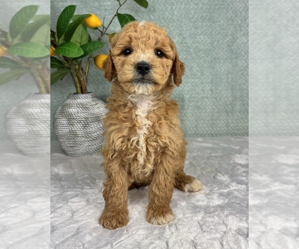 Medium Photo #6 Goldendoodle (Miniature) Puppy For Sale in FRANKLIN, IN, USA