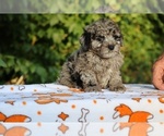 Small #13 Poodle (Toy)