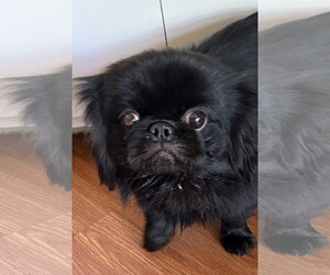 Pekingese Dogs for adoption in Wheaton, IL, USA