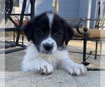 Puppy 1 Great Pyrenees-Newfoundland Mix
