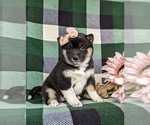 Small Photo #7 Shiba Inu Puppy For Sale in PEACH BOTTOM, PA, USA
