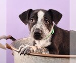 Small Photo #7 Border Collie-Bulldog Mix Puppy For Sale in Sheridan, CO, USA