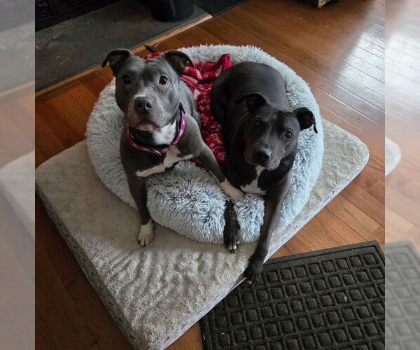 Medium Photo #8 Mutt Puppy For Sale in Mount Laurel, NJ, USA