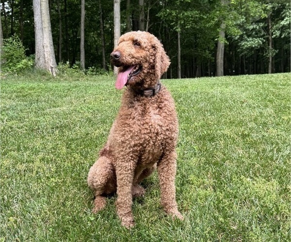 Medium Photo #1 Goldendoodle mix (+ Poodle Standard) Puppy For Sale in GREENVILLE, OH, USA