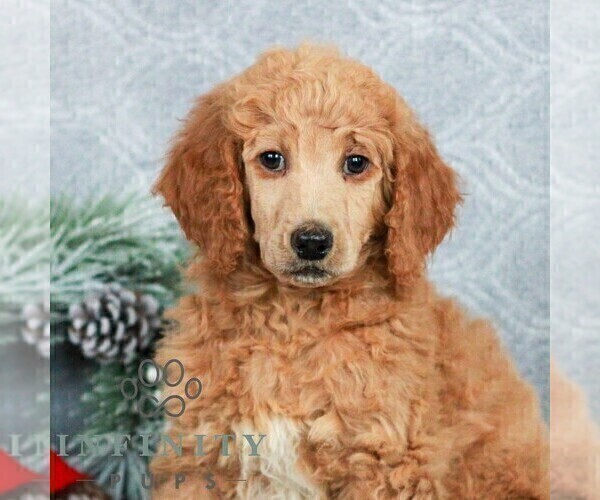 Medium Photo #1 Poodle (Standard) Puppy For Sale in LANCASTER, PA, USA