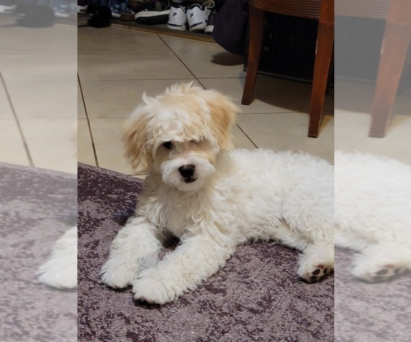 Medium Photo #6 Lhasa-Poo Puppy For Sale in PHOENIX, AZ, USA