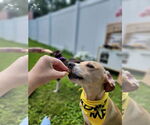 Small #6 Chiweenie