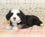 Small #1 Miniature Bernedoodle