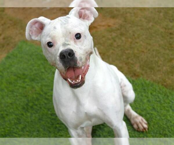 Medium Photo #2 Boxer-Unknown Mix Puppy For Sale in Tallahassee, FL, USA