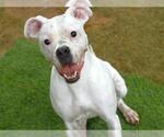 Small #1 Boxer Mix