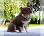 Small Photo #1 Alaskan Malamute Puppy For Sale in GAP, PA, USA